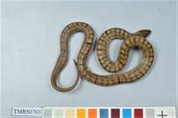 藏品(赤背松柏根)的圖片